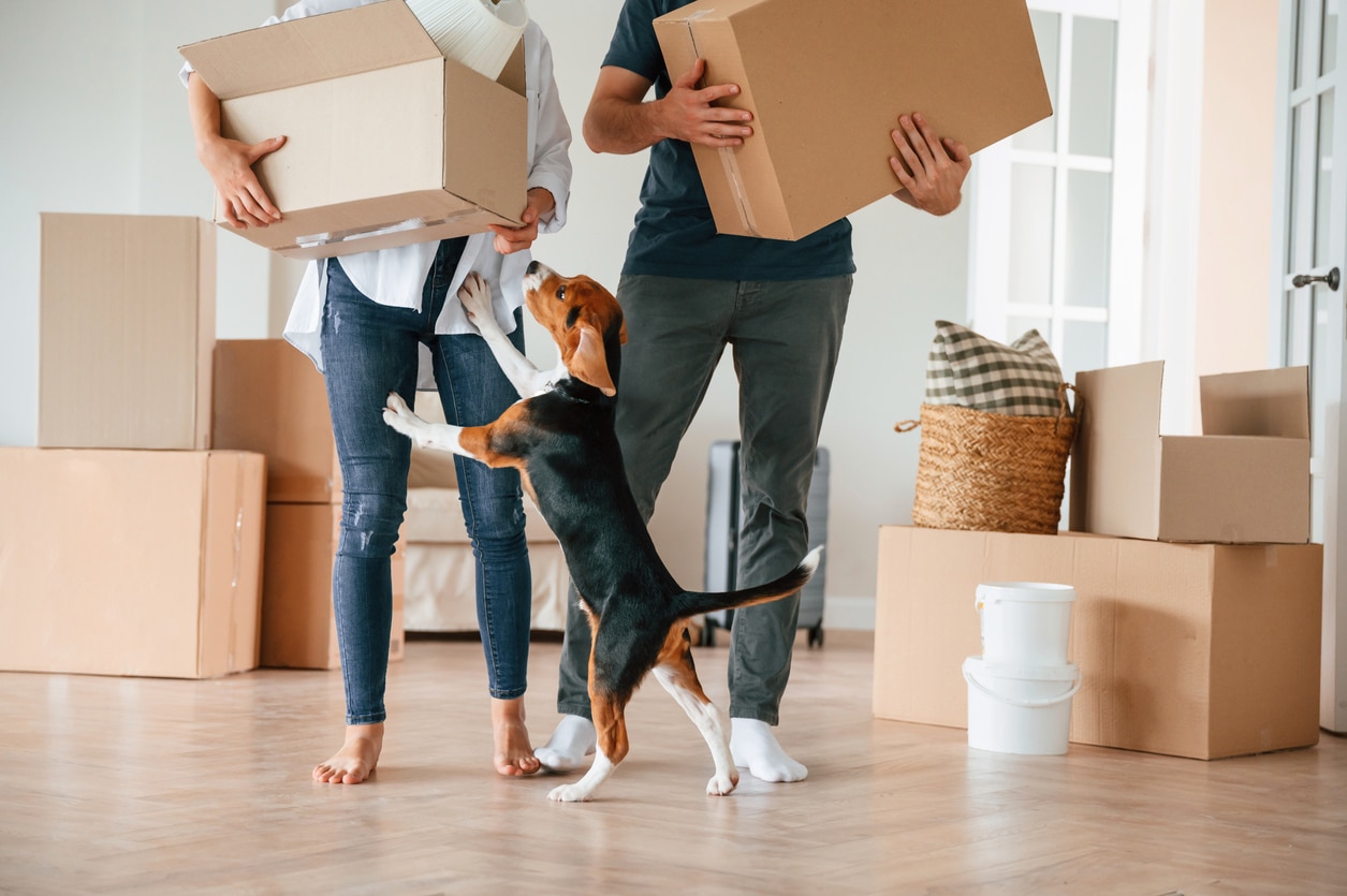 A beagle jumps up excitedly on a couple carrying cardboard moving boxes into their new home