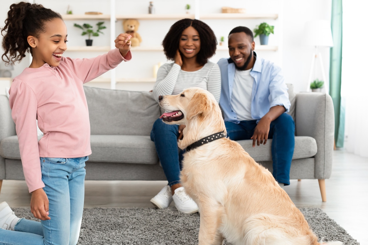 A young girl gives a golden retriever a treat, demonstrating one of the tips for moving with a dog