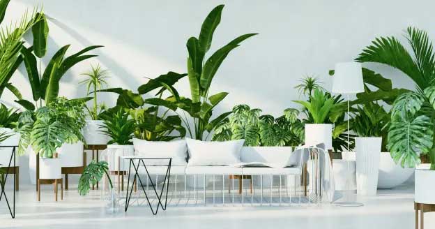 Moving Houseplants: The Do's and Don'ts