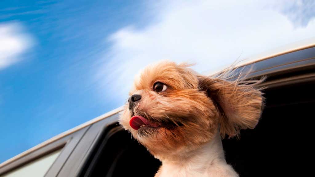 7 Tips for Moving With a Dog