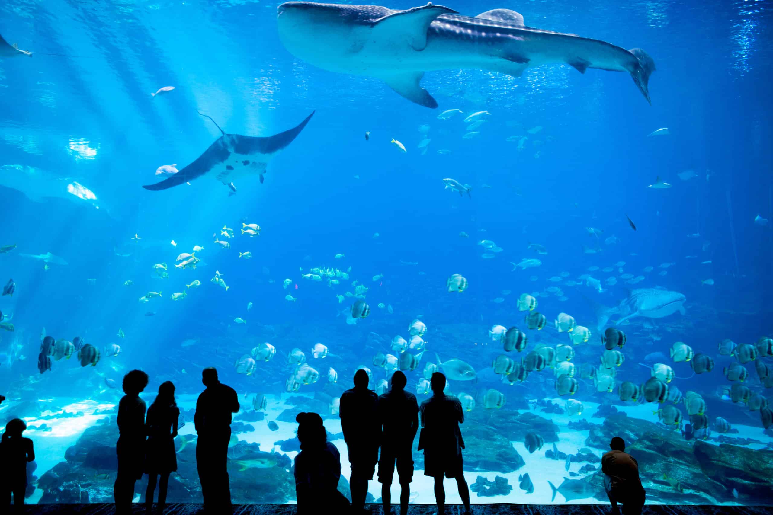 Aquarium in Atlanta, Georgia
