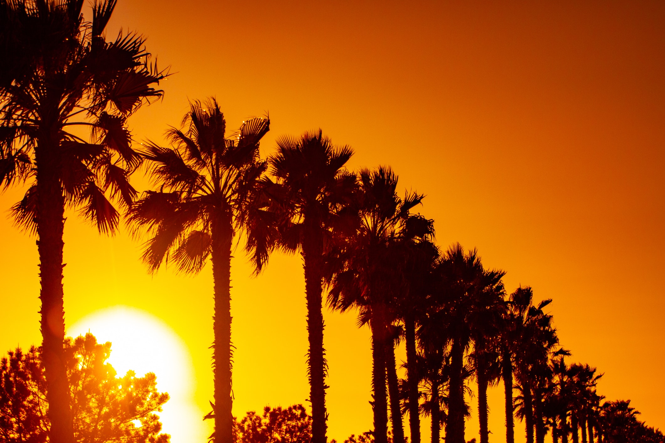 California sunset with iconic palm trees, evocative of the warmer climate when moving from New York to California