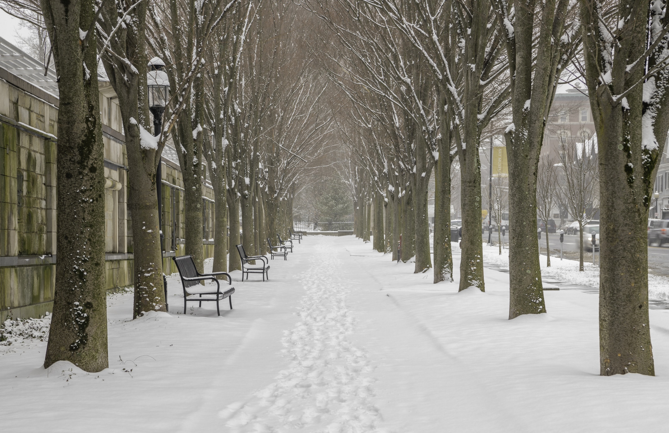 Snowy Princeton, New Jersey avenue lined with trees and benches