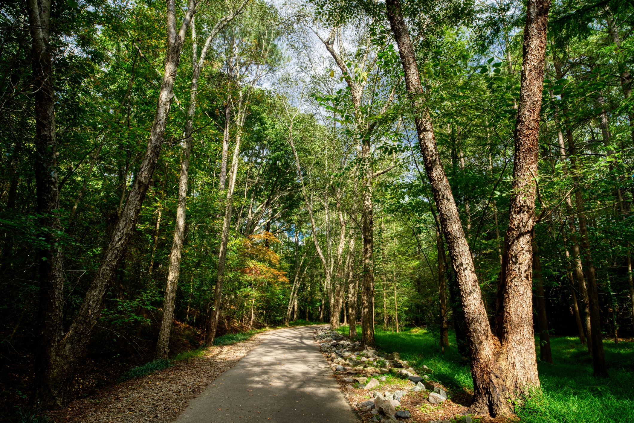 Scenic walking path in Raleigh, NC, lined with tall trees, perfect for outdoor enthusiasts moving to Raleigh