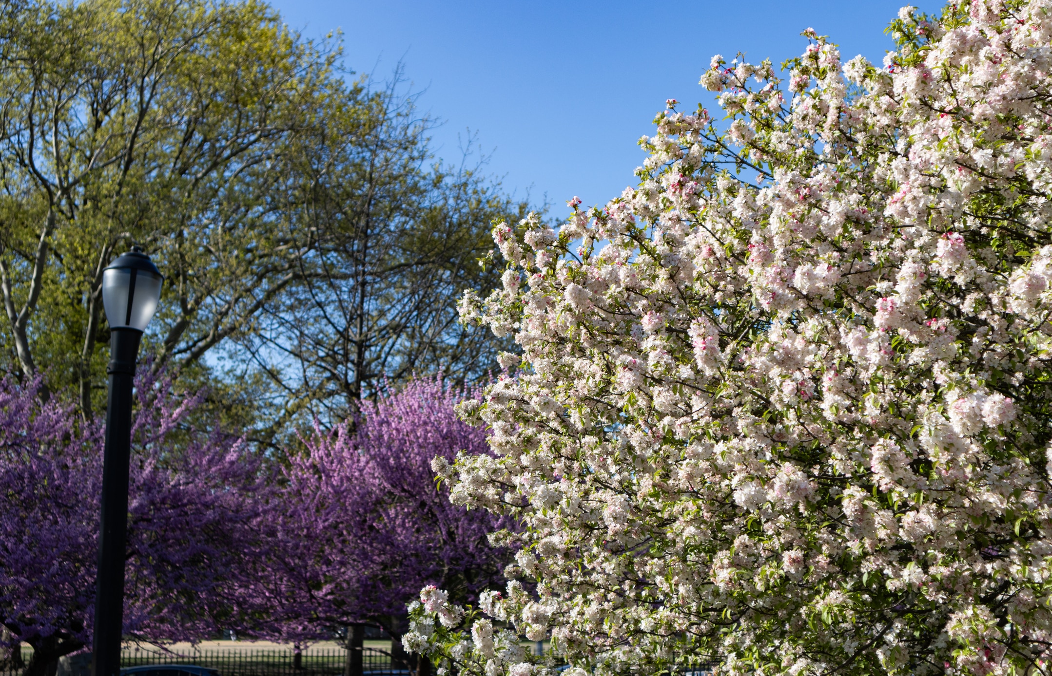 Trees in McCarren Park offer greenery and calm—a popular spot for those moving to Brooklyn