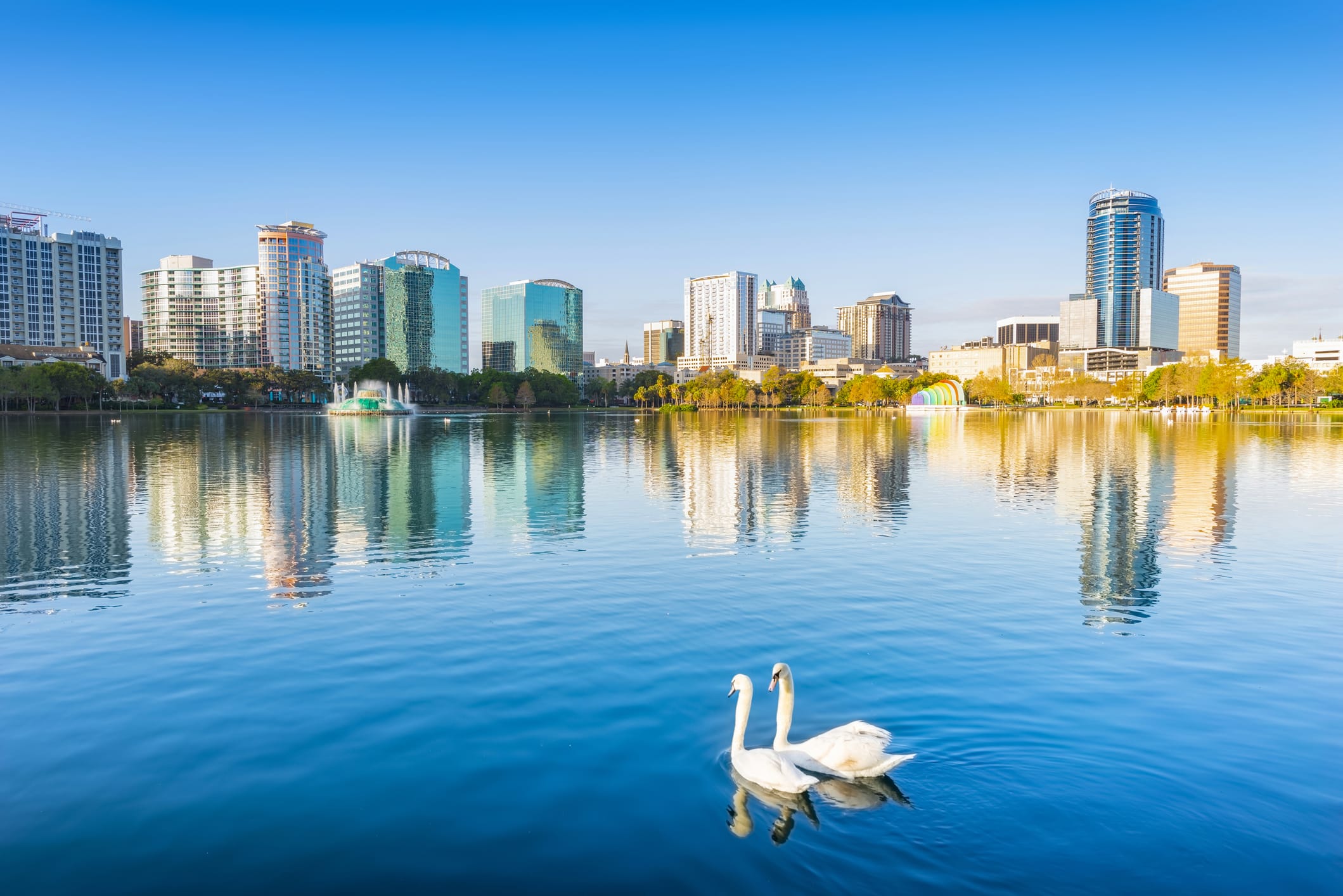 Two swans swimming on Lake Eola Park with the Orlando skyline in the background