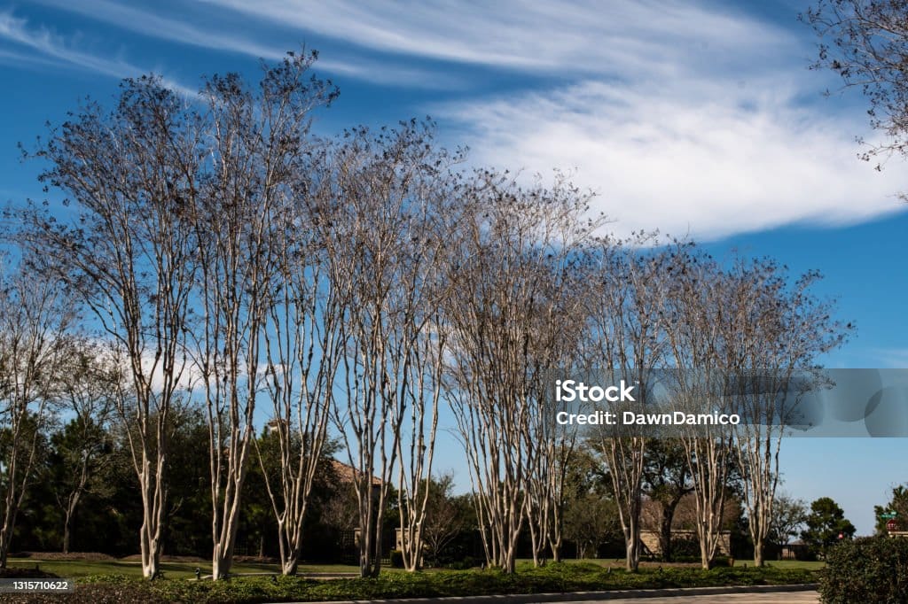 istockphoto-1315710622-1024x1024 Cane Island is a premier real estate housing development in the booming Texas city of Katy, TX. This Houston Suburban neighborhood includes luxury amenities, community events, and homes in various price ranges. As people escape higher priced states and flock to Texas, new construction communities like this are in high demand.