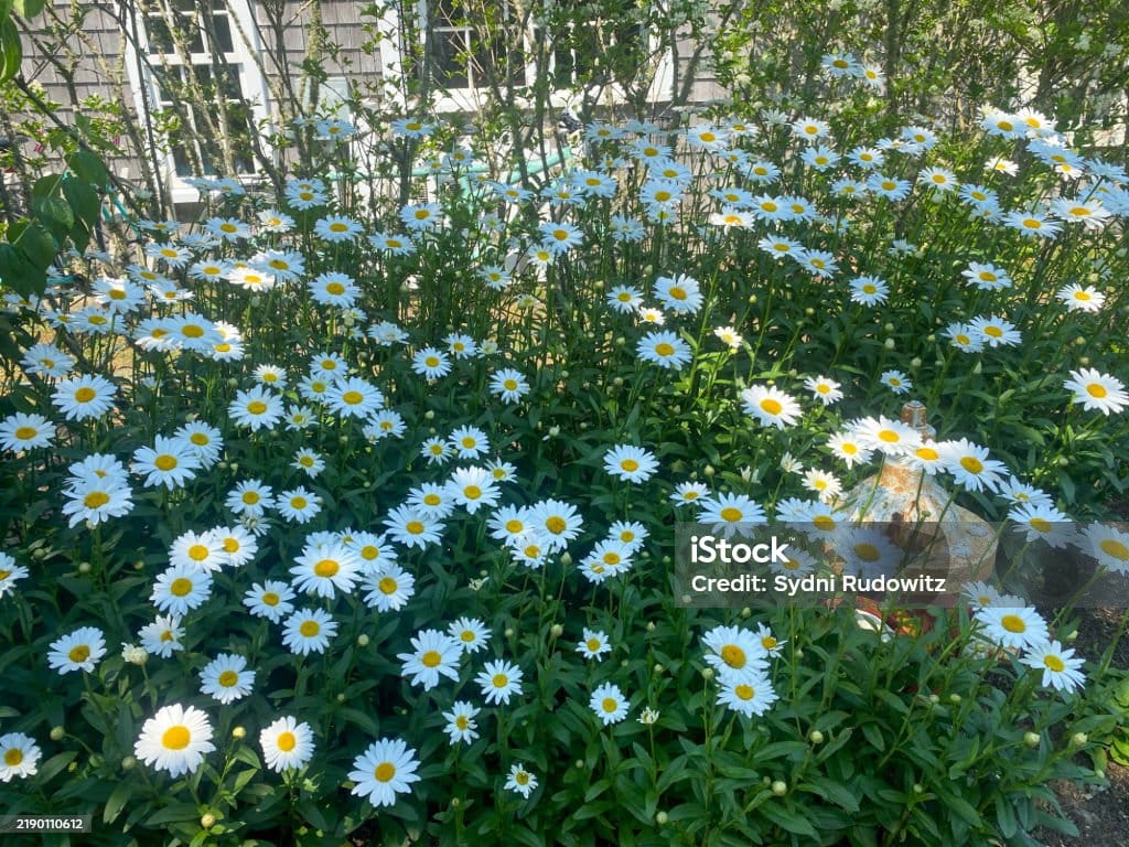 istockphoto-2190110612-1024x1024 A lush bed of vibrant white daisies with yellow centers blooms under the summer sun, surrounded by greenery and soft natural light, creating a peaceful and cheerful garden scene.