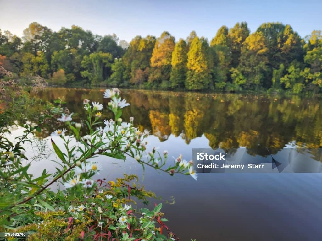 Flowers in front of lake with reflection. Flowers in front of lake with reflection.
