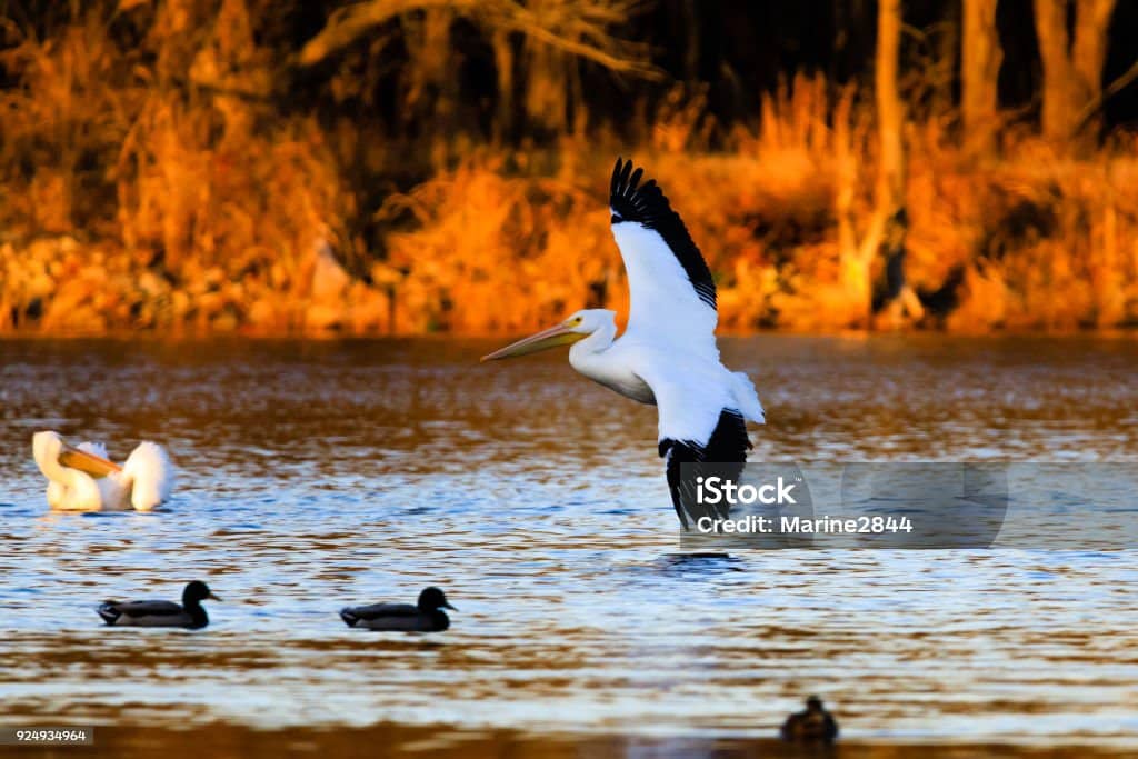 istockphoto-924934964-1024x1024 Apellican lines up for a landing at the Oxley Nature Center in Tulsa, Oklahoma, December 2017