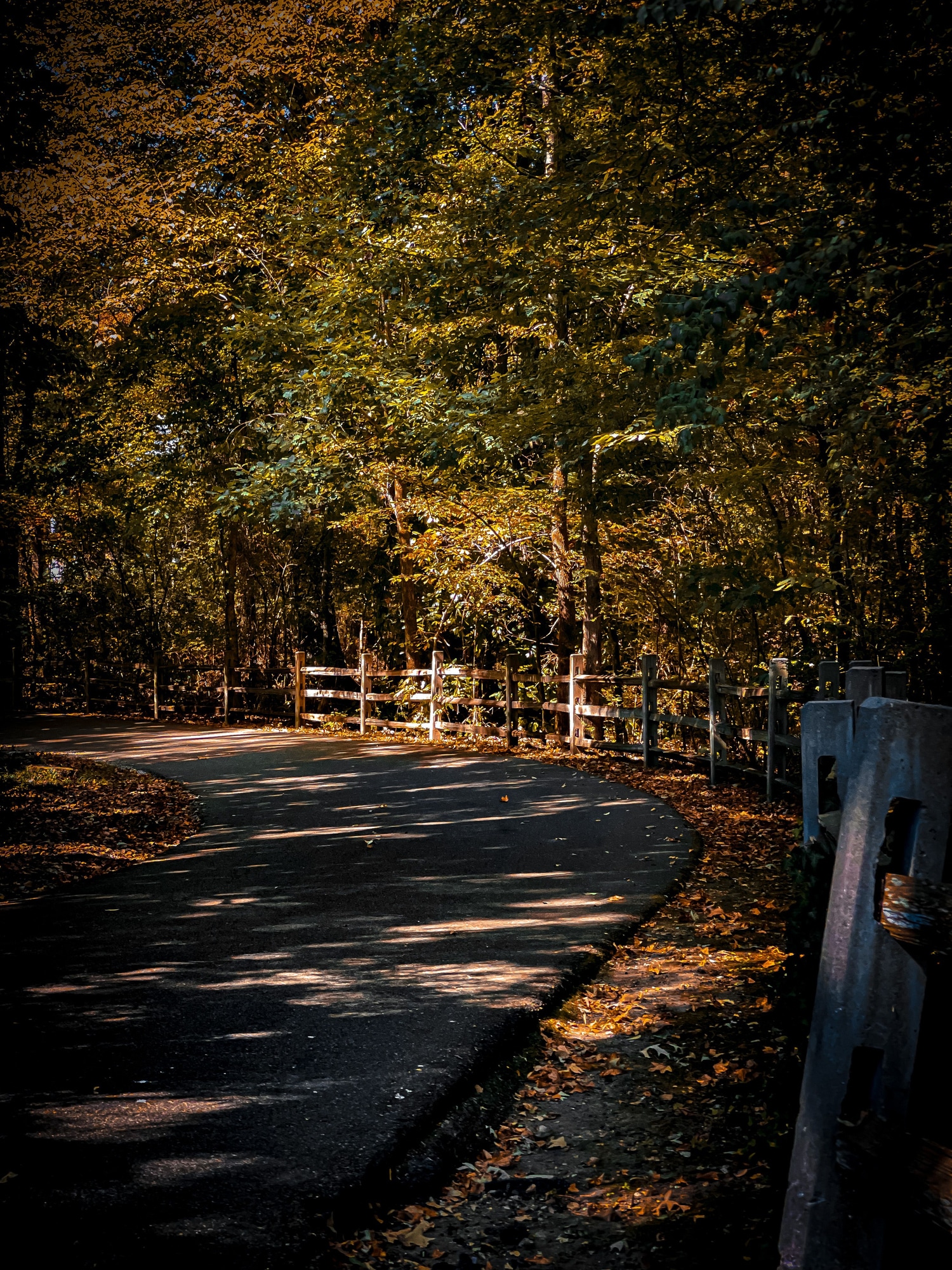 Vertical view of an empty road surrounded by autumn trees in Germantown, Tennessee, United States a road winding through a wooded area with mature trees and foliage in Germantown, Tennessee