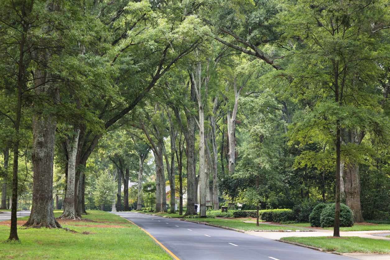 Peaceful Queens Road West in one of the best neighborhoods in Charlotte, NC, lined with tall Willow Oaks