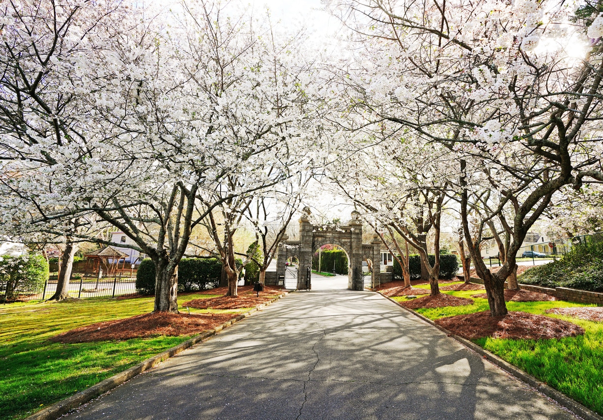 Historic Oakwood cemetery entrance and Spring trees in bloom in Raleigh North Carolina A path leading to an arched entrance in Historic Oakwood, flanked by a beautiful arboretum and weeping cherry trees