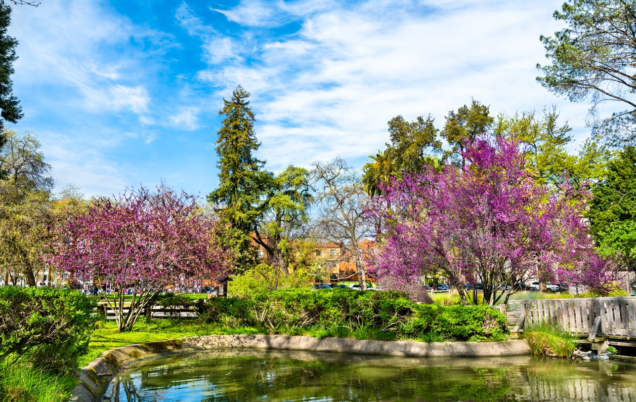 Sutters Fort State Historic Park in Sacramento, California A vibrant spring scene at Sutter's Fort State Historic Park, Sacramento, with blooming trees, green foliage, and a pond