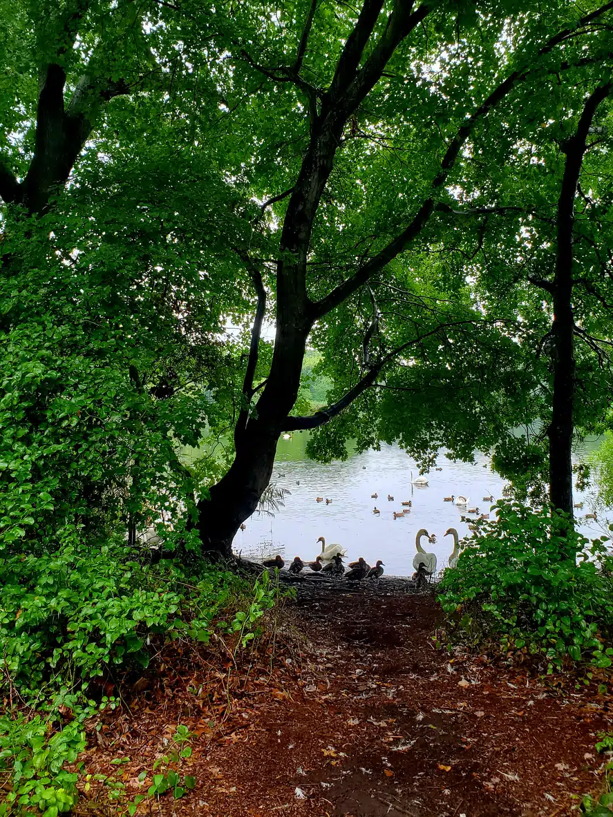 Swans and ducks at Massapequa Preserve in NY Tranquil scene at a Long Island neighborhood park, with lush green trees framing a calm lake where ducks swim