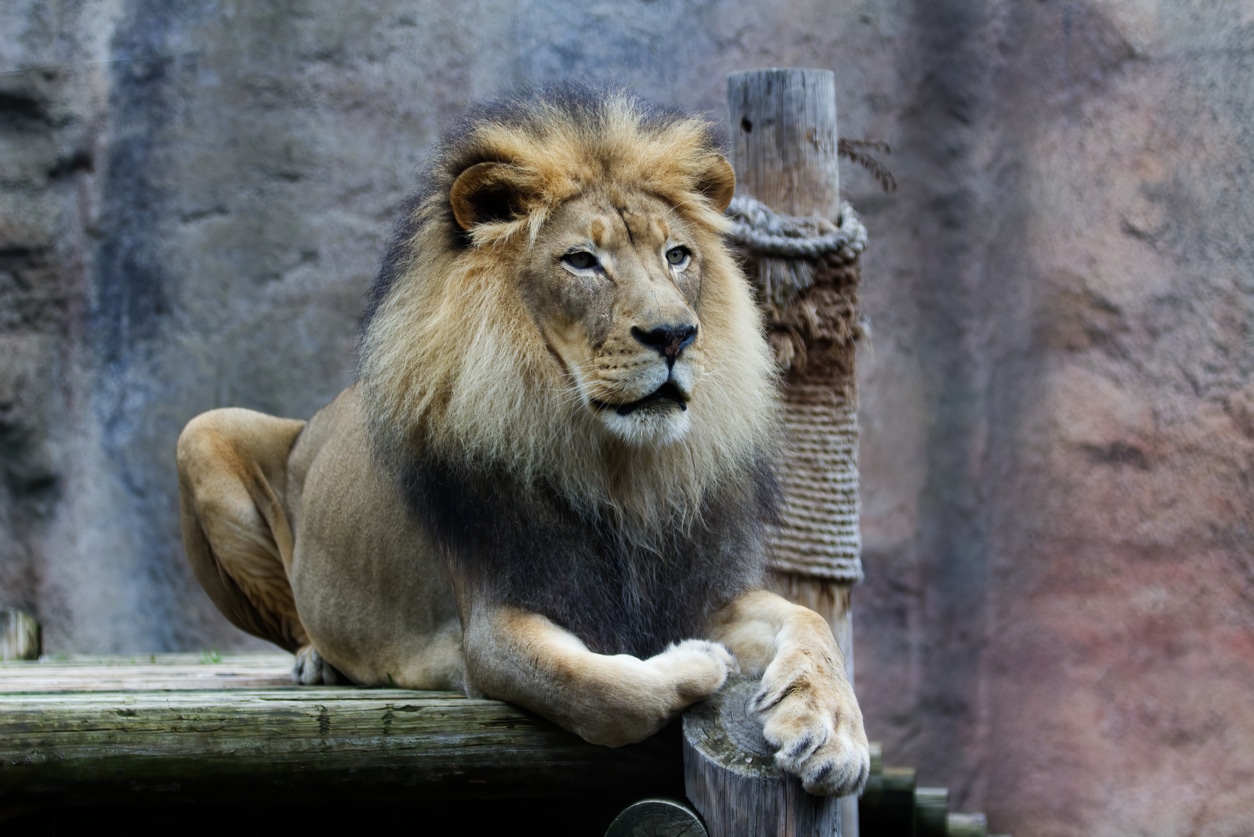 A male lion with a majestic mane rests on a wooden platform at the Sacramento Zoo