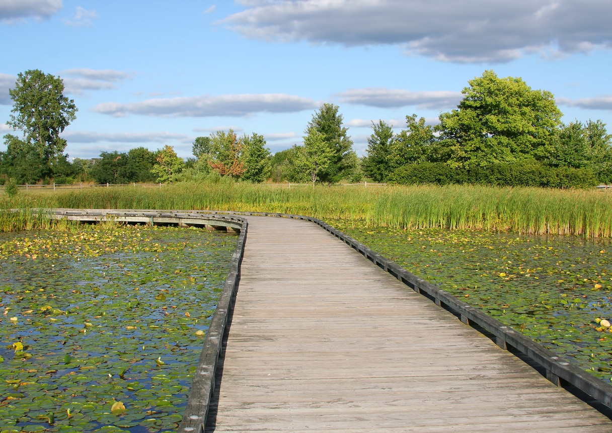 Public Park with Lake, Boardwalk, Trees ,Plants and Beautiful Sky in Carmel, IN, USA A wooden boardwalk in the Midwest winds through a sunlit wetland with lily pads, tall reeds, and a clear blue sky