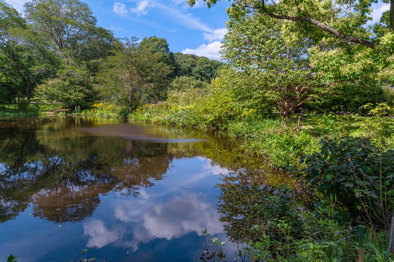 Serene lake and old trees reflecting on the water at Arnold Arboretum at Harvard University in Boston, MA