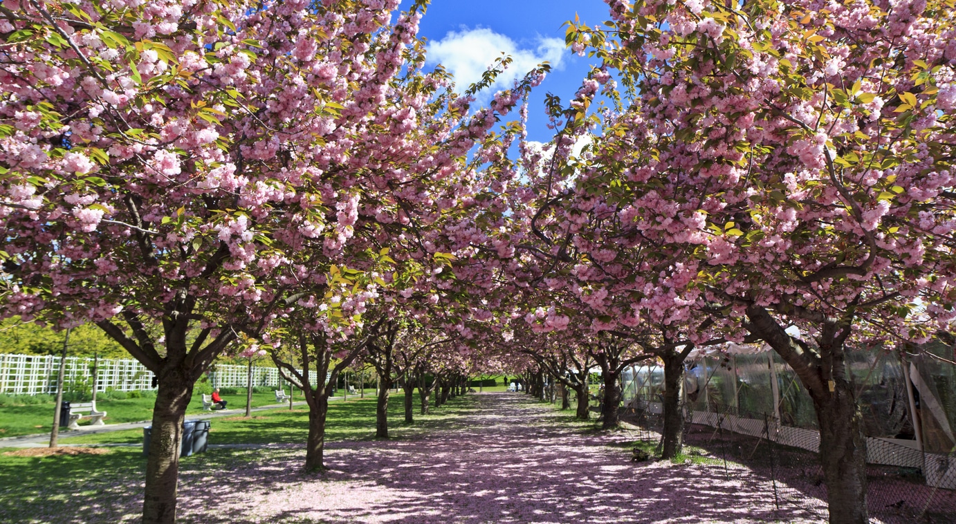 Cherry Esplanade at Brooklyn Botanic Garden, with a path lined with vibrant pink cherry blossoms under a blue sky