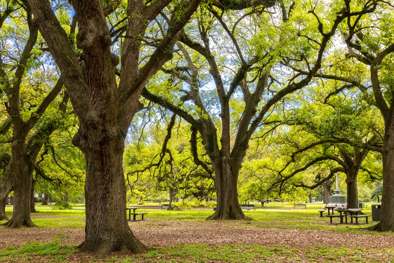 Live oaks in a sun-dappled park in New Orleans, with picnic tables dotting the scene under the vast canopy
