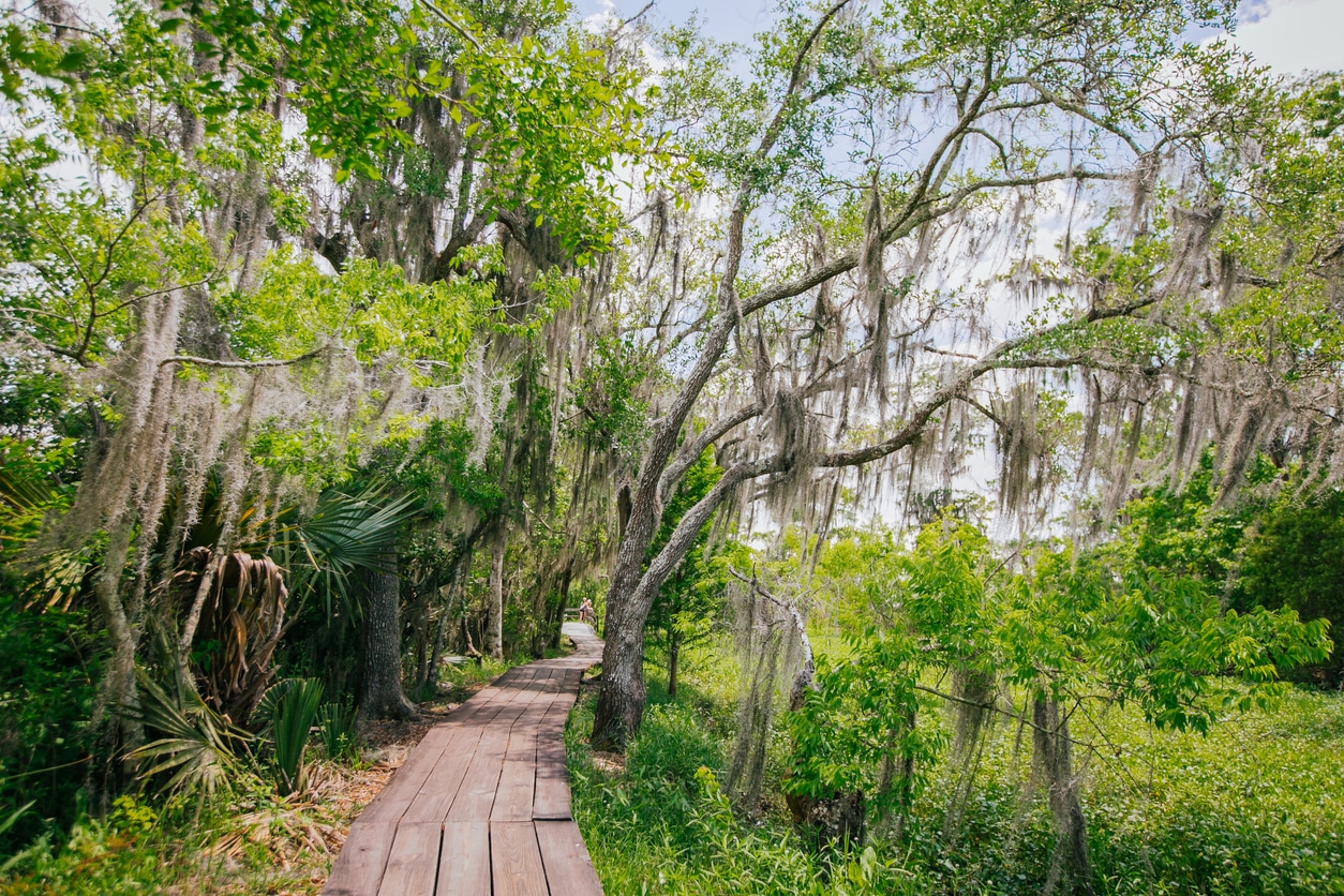 Wooden boardwalk through a peaceful New Orleans swamp with Spanish moss under a bright sky