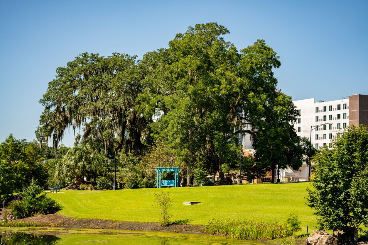 Moss-draped live oaks overlook a green lawn and pond in a Tallahassee park with a building in the background