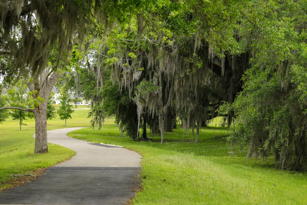 Winding path through a park shaded by large trees draped in Spanish moss, in one of the best neighborhoods in Tallahassee