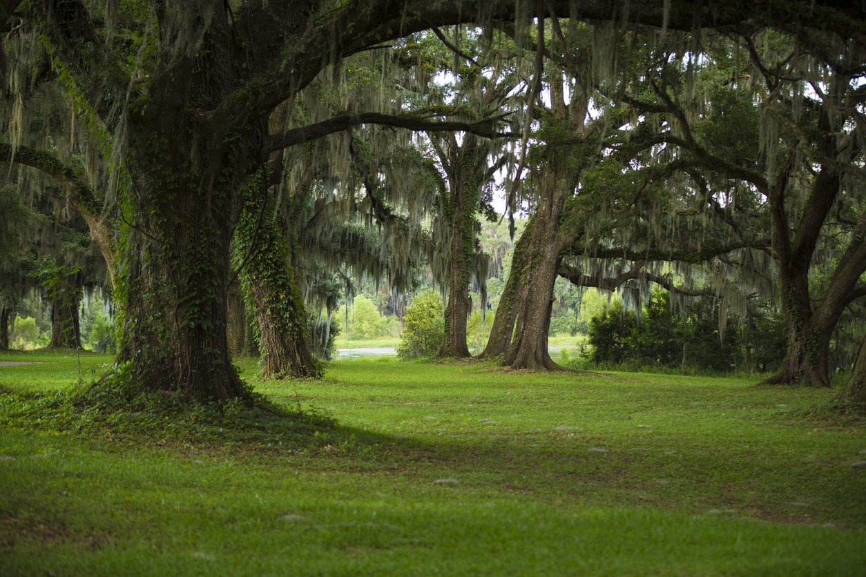 Oak trees and green areas cover lake in Southwood, a neighborhood in Tallahassee.