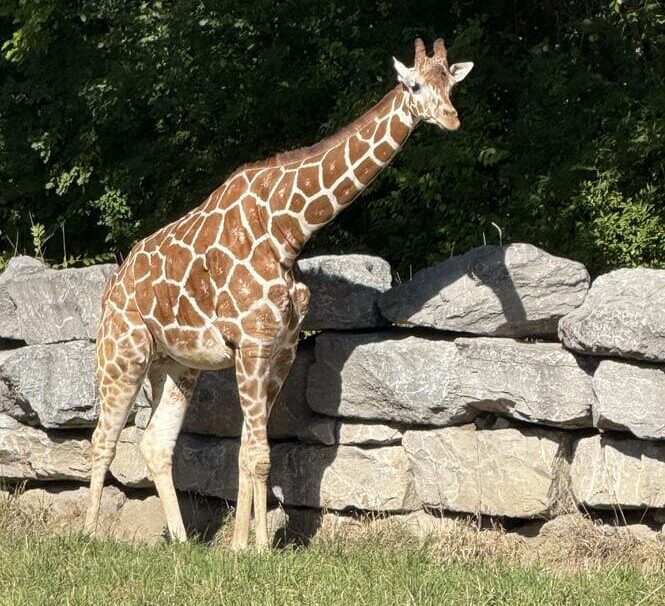 A giraffe at the Detroit Zoo, a highlight for those living in Detroit