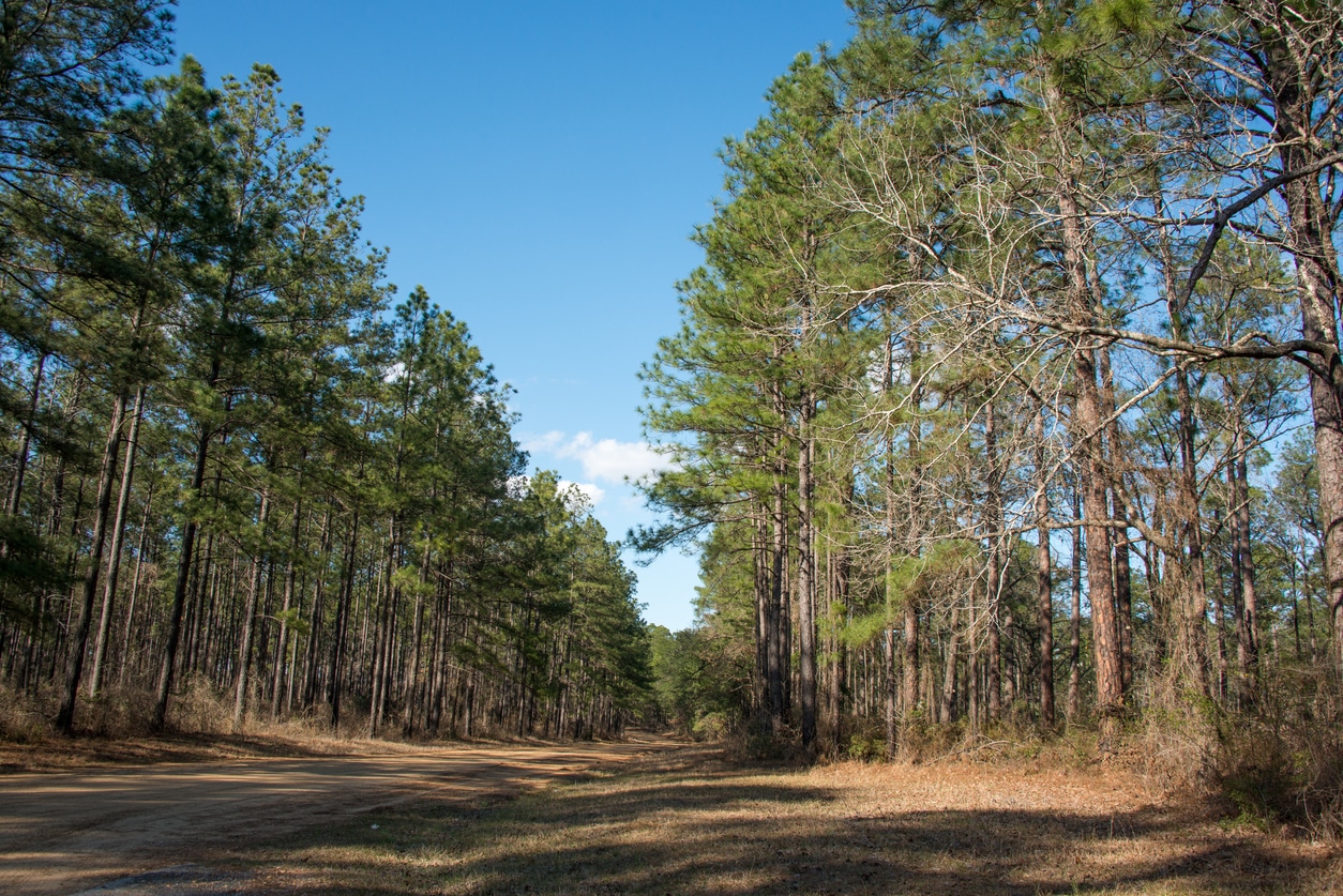 Forest road winding through tall pine trees in Kisatchie National Forest, an attraction for those moving to Louisiana