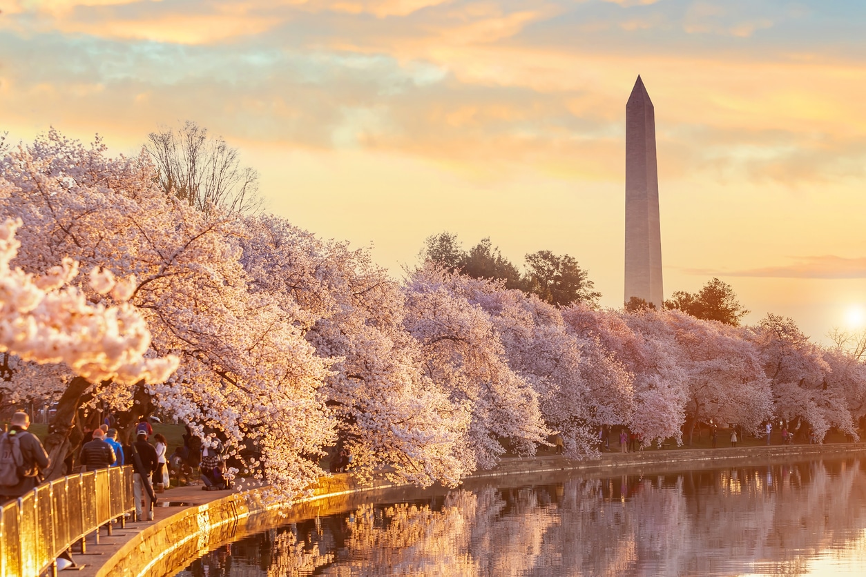 Sunlit paved path bordered by lush pink and white cherry blossom trees in full bloom in Washington D.C. during the Cherry Blossom Festival.