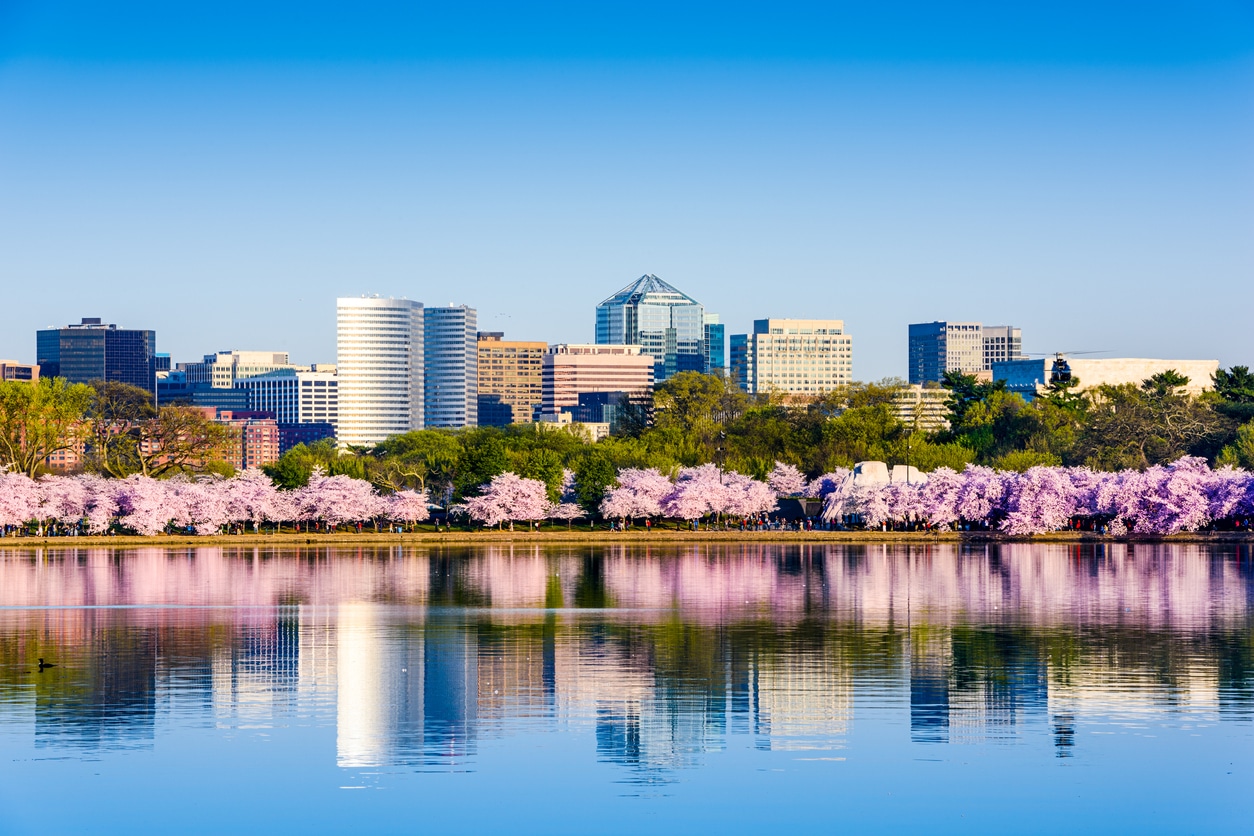 D.C.’s skyline over the Tidal Basin, framed by cherry blossoms—an iconic sight for those living in Washington, D.C.