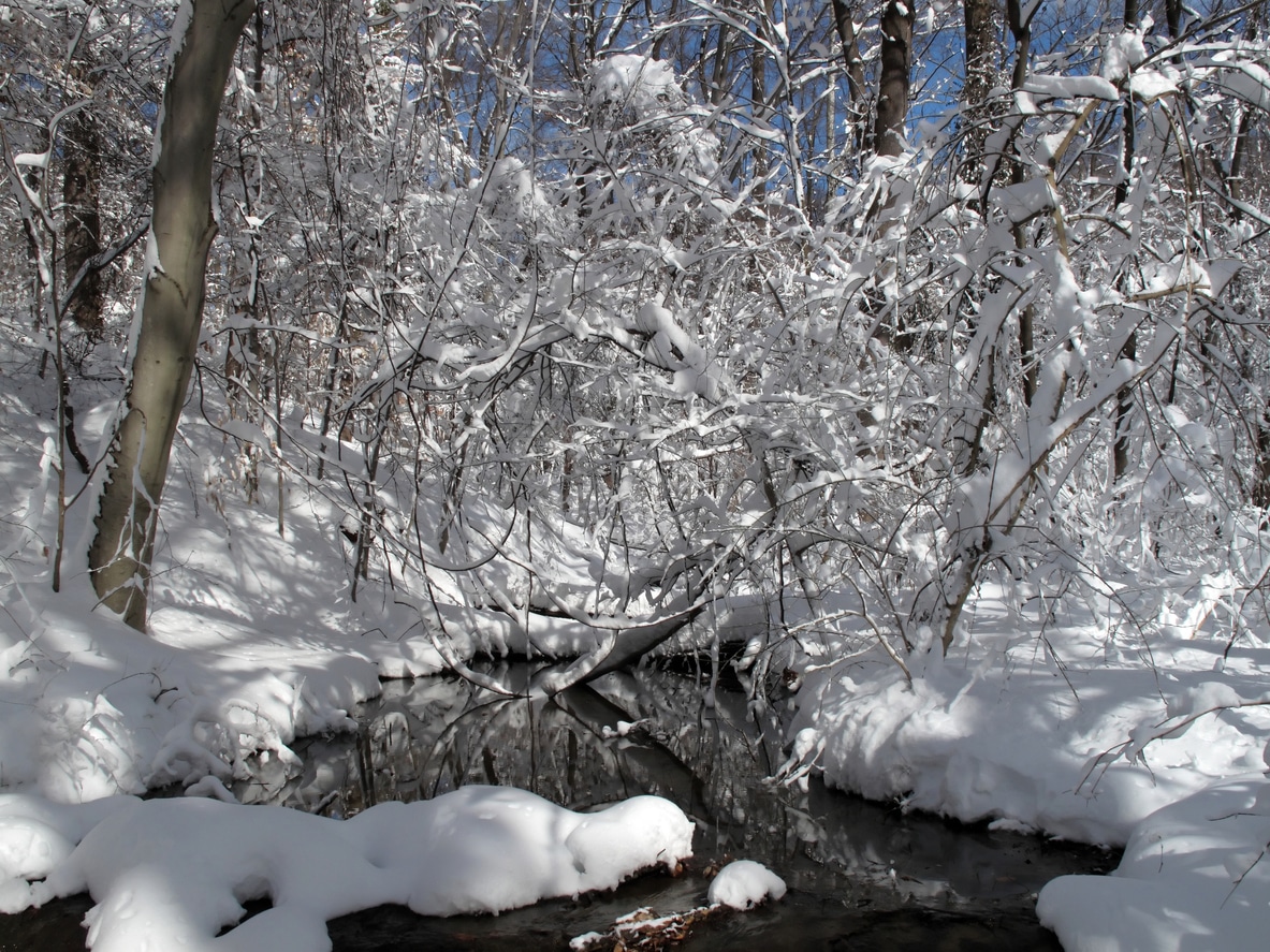Stream running through a snowy, wooded park in Washington, D.C; branches are heavily laden with fresh snow