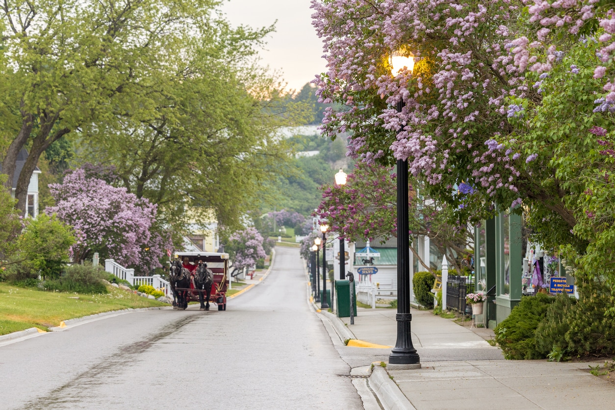 A horse-drawn carriage travels down a street lined with blooming purple lilacs on Mackinac Island, Michigan