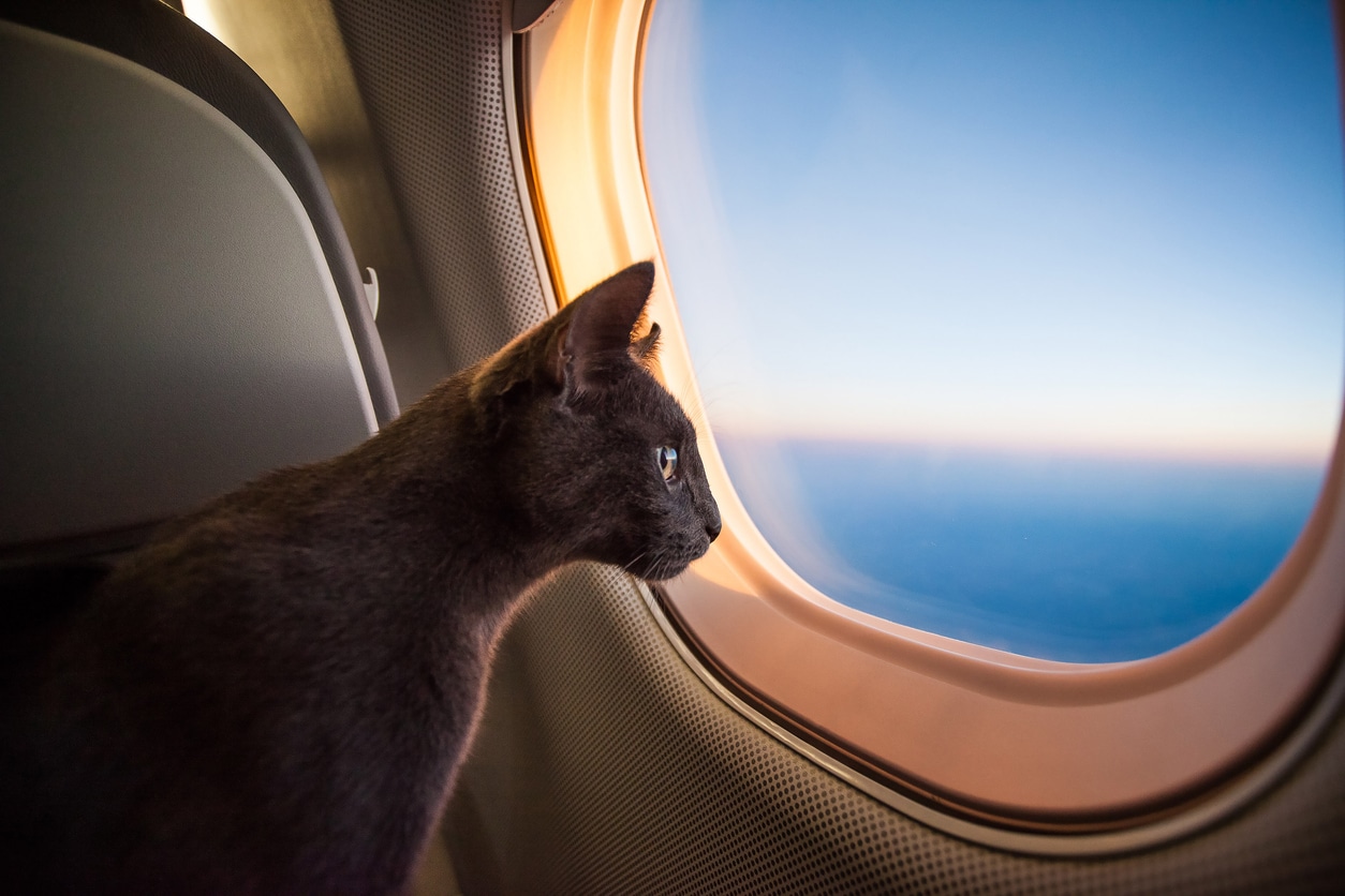 A dark cat looks out of an airplane window during sunset, moving to a new home
