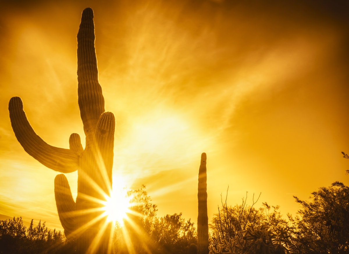 Saguaro cacti silhouettes against a brilliant sunset sky, a change of scenery for those moving from San Diego to Phoenix
